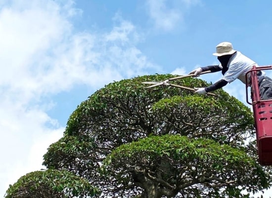 剪定・伐採・草刈り