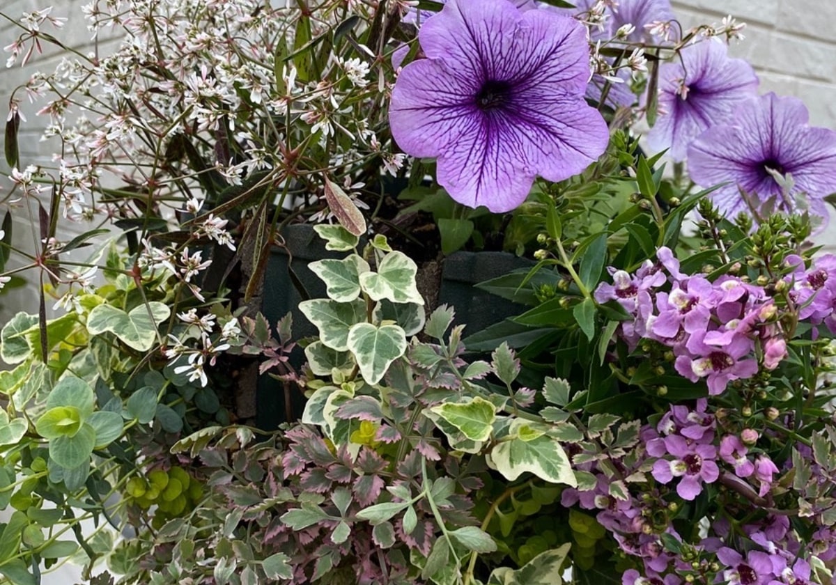 お庭を美しく彩る