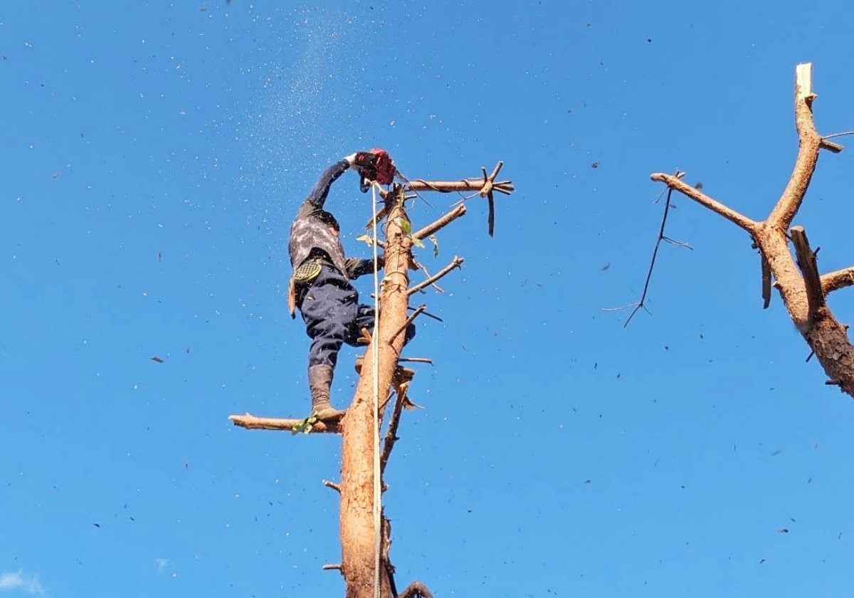 庭木の伐採について